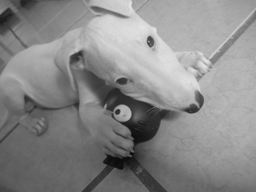 Hatton y su amigo Chococat!!!! Hatton y su amigo Chococat!!!!